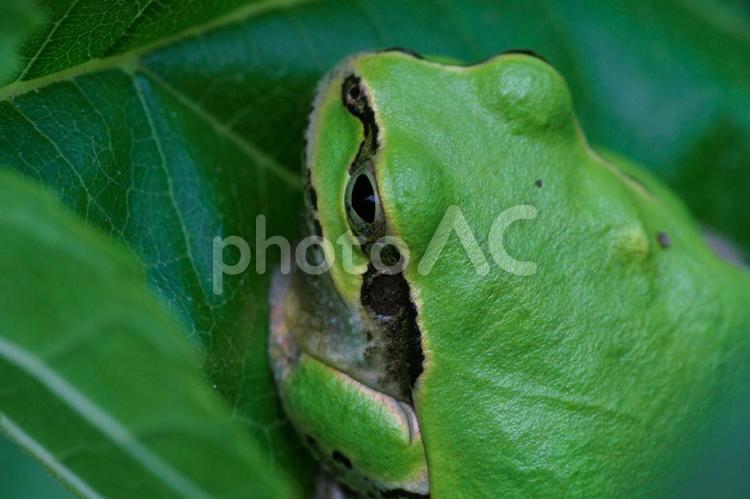 冬眠から目覚めたアマガエル 生物,蛙,動物の写真素材