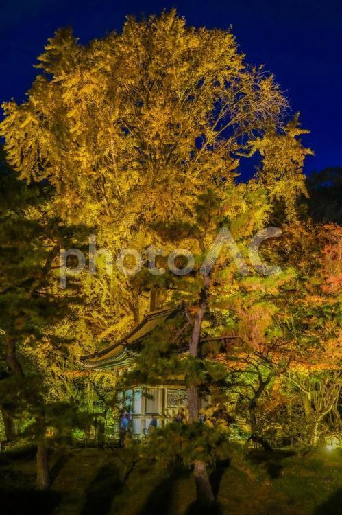 日本庭園の秋の夜 紅葉,日本,庭園の写真素材