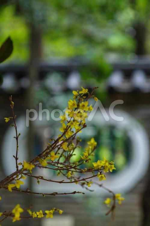 東京赤坂氷川神社にある手水舎のレンギョウ いける,ダイナミック,レンギョウの写真素材