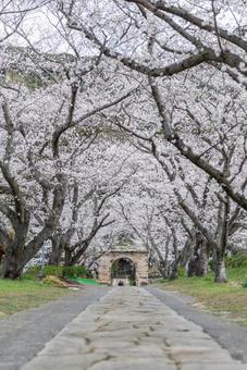 佐賀県の円応寺の桜並木 佐賀県の円応寺の桜並木 桜,桜の木,ピンクの写真素材