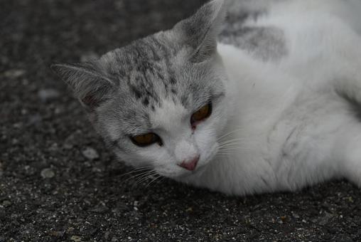 歌舞顔 歌舞顔 癒される,にゃんこ,猫写真の写真素材