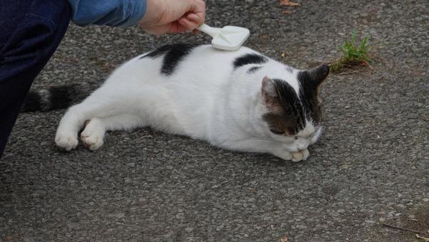 ブラッシングしてもらってウットリする猫 ブラッシングしてもらってウットリする猫 猫,可愛い,道路の写真素材