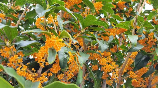 花 花 金木犀,秋,花の写真素材