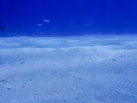 ホウキボシテンス ホウキボシテンス,魚,白い砂の写真素材