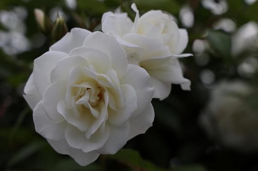 清楚で優しい雰囲気の白いバラ バラ,薔薇,白の写真素材