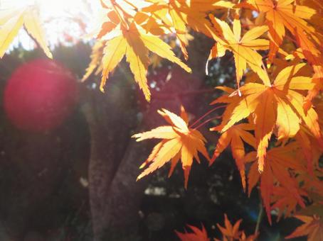 日の光を浴びる紅葉 日の光を浴びる紅葉の写真
