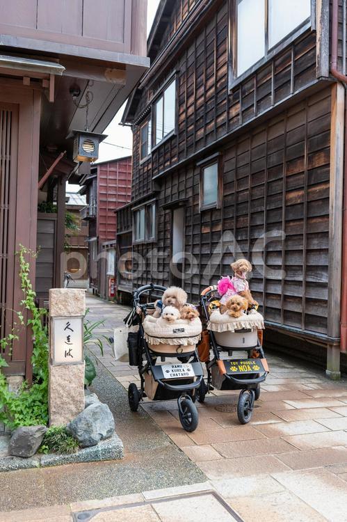 ひがし茶屋街とトイプードル トイプードル,トイプー,街並みの写真素材