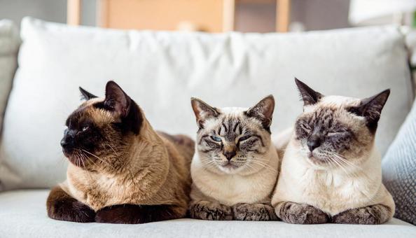 ソファに集まる3匹の猫 ソファに集まる3匹の猫の写真