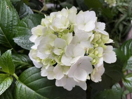 白いアジサイ 白いアジサイ 白い花,紫陽花,花の写真素材