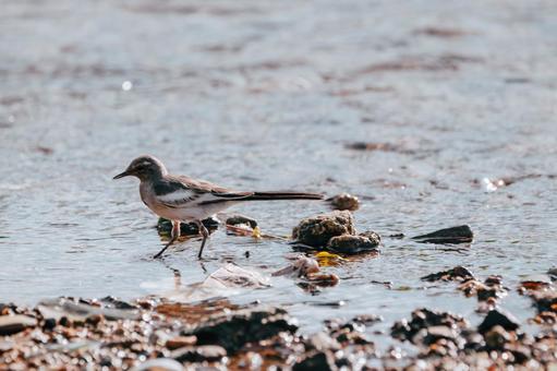 Photo, seguro sekirei, wild bird, birdie, 