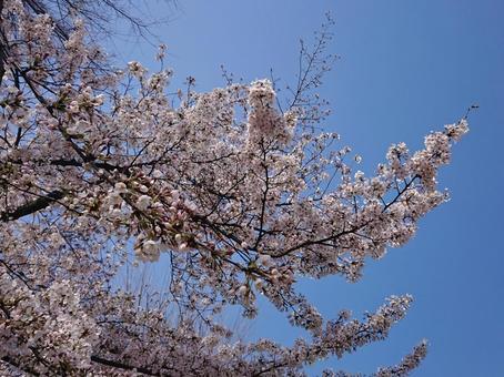 桜と空 桜と空の写真