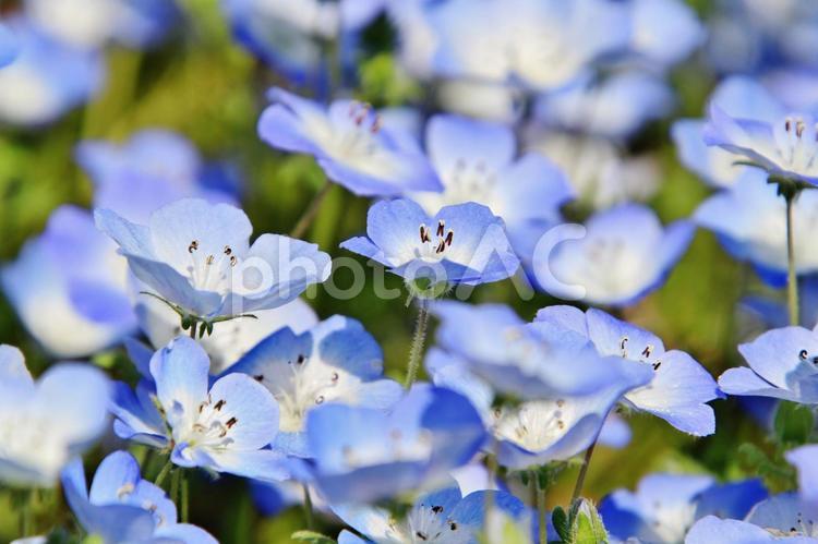 ネモフィラ（茨城・国営ひたち海浜公園） ネモフィラ,花,植物の写真素材