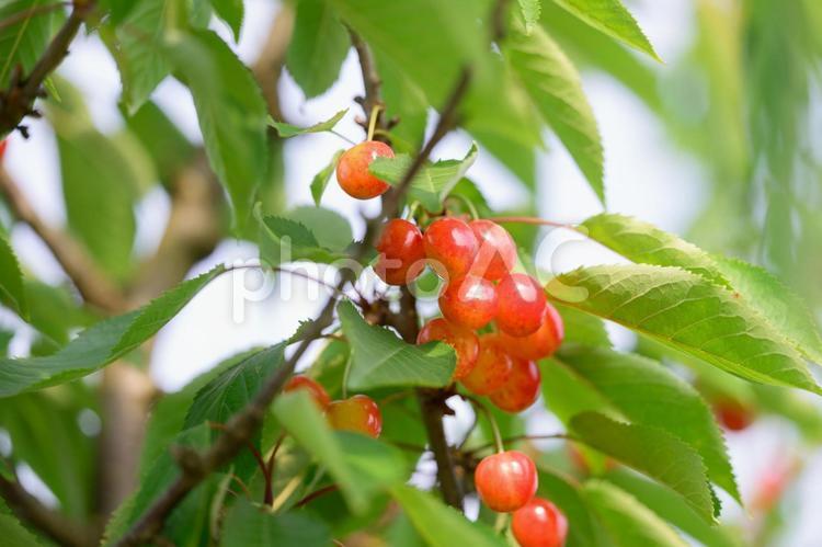 山形県の名物　紅ダイヤ　さくらんぼ　桜桃 さくらんぼ,サクランボ,チェリーの写真素材