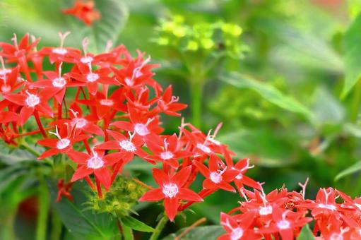 満開の星の形をした赤い花 満開の星の形をした赤い花 植物,花,星形の花の写真素材