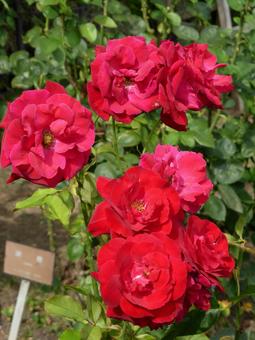 7月のバラ園に咲く真っ赤なバラ バラ,花,植物の写真素材