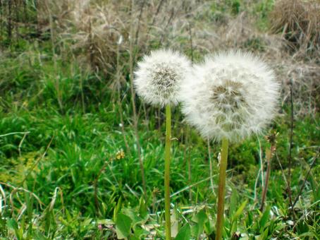 綿毛のたんぽぽ たんぽぽ,綿毛,綿毛のたんぽぽの写真素材