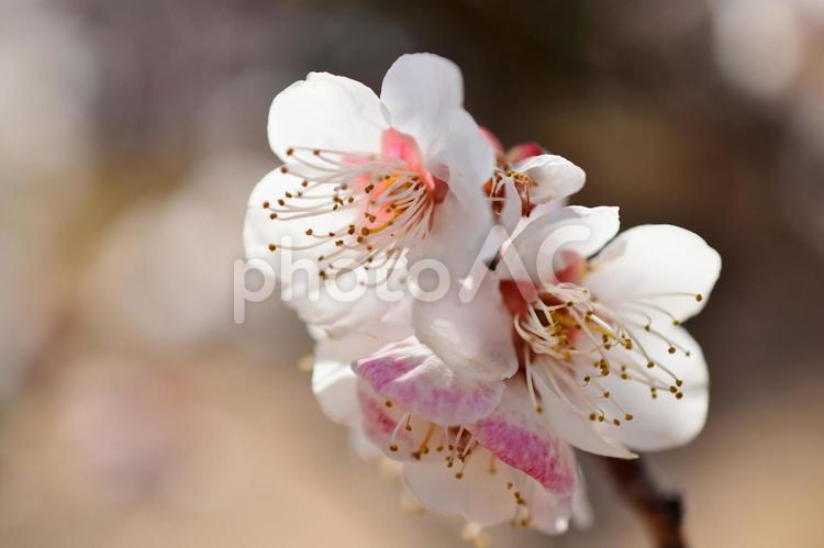＜春のイメージ＞梅の花 梅,花,梅の花の写真素材