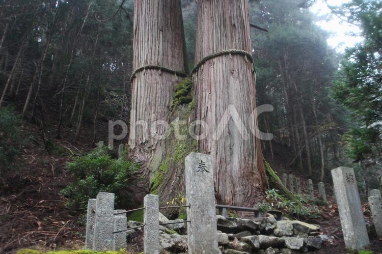 日本一高い木 花脊の三本杉（大悲山神木「三本杉」） 三本杉,京都,京都市の写真素材