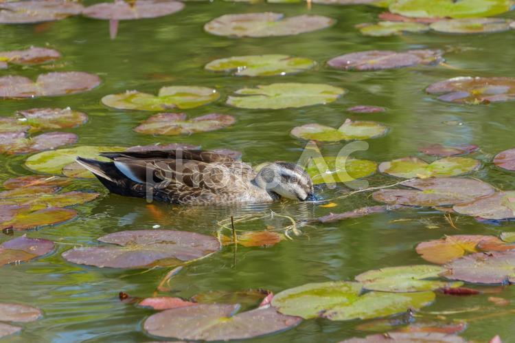 水面に浮かぶカルガモと睡蓮の葉 カルガモ,鳥,野鳥の写真素材