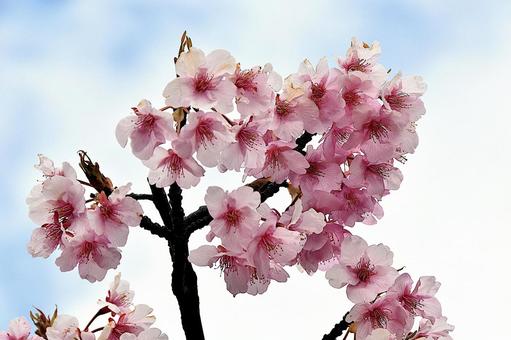 満開になった河津桜 満開になった河津桜の写真