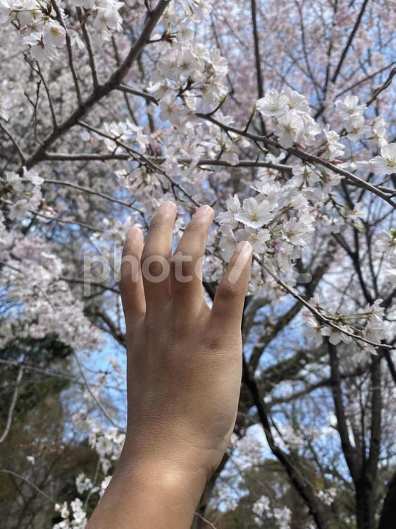 子供とさくら① さくら,春,サクラの写真素材