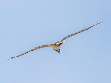 空を飛ぶミサゴ 空を飛ぶミサゴ ミサゴ,タカ,野鳥の写真素材
