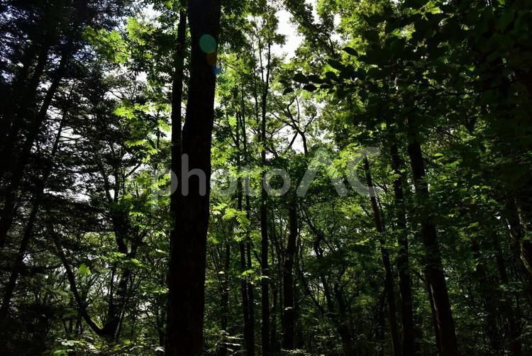 木洩れ日射す森林 森林,木洩れ日,光の写真素材