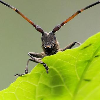 ヒメヒゲナガカミキリ ヒメヒゲナガカミキリ ヒメヒゲナガカミキリ,カミキリムシ,甲虫の写真素材