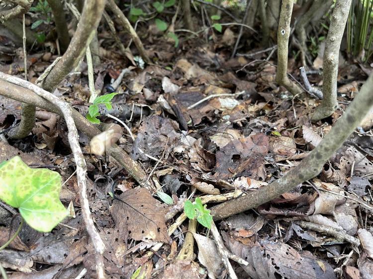 木の根元の落ち葉 落ち葉,秋,虫食いの写真素材