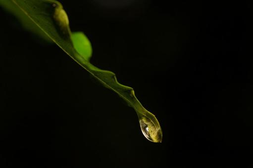 雨上がり葉を伝い流れ落ちる雫 雨上がり葉を伝い流れ落ちる雫の写真
