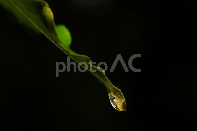 雨上がり葉を伝い流れ落ちる雫 植物,葉,水滴の写真素材