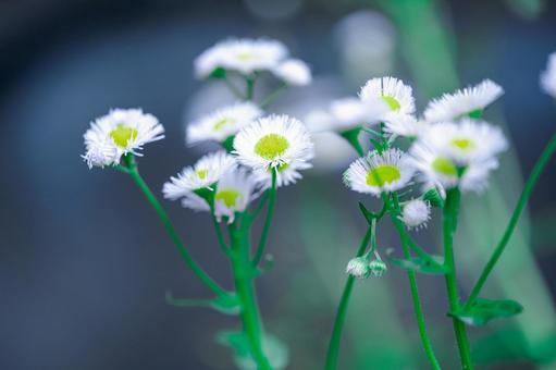 ハルジオンの写真