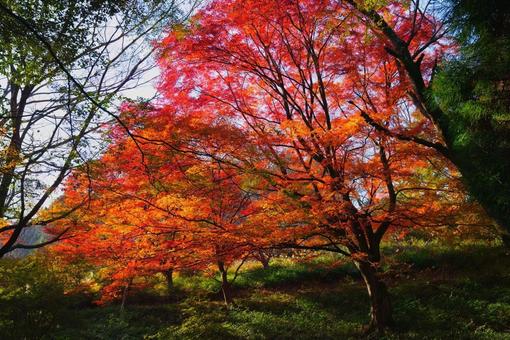 紅葉～森のもみじ～の写真