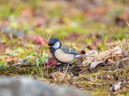 地面を歩くシジュウカラ 地面を歩くシジュウカラの写真