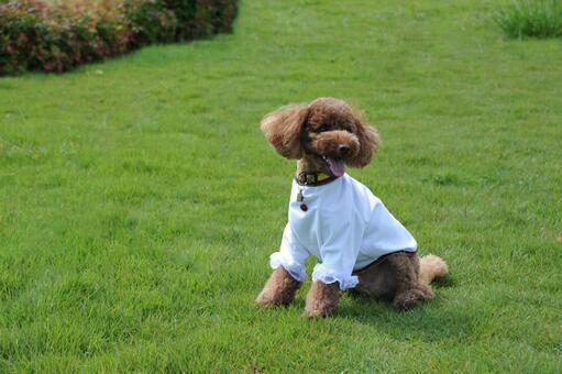 芝生でくつろぐトイプードル トイプードル,動物,犬の写真素材