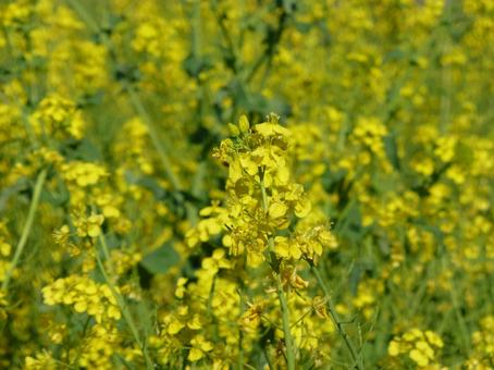 公園の一面黄色な名の花畑の写真