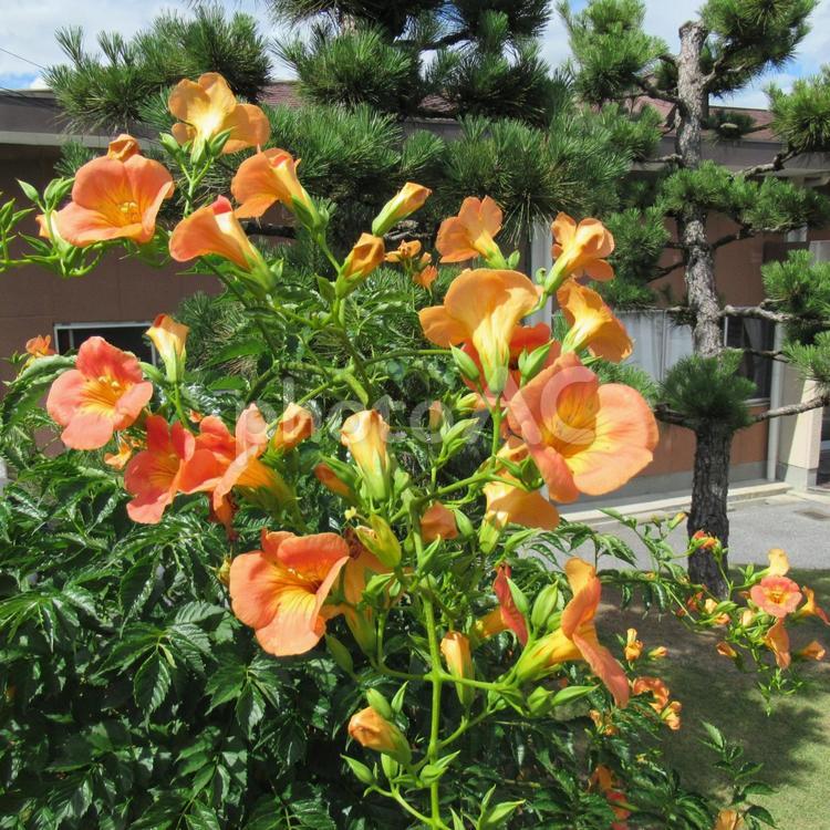 ７月上旬・図書館の庭に咲くノウゼンカズラ 植物,花,ノウゼンカズラの写真素材