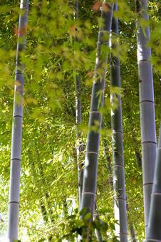 竹林 竹,竹林,緑の写真素材