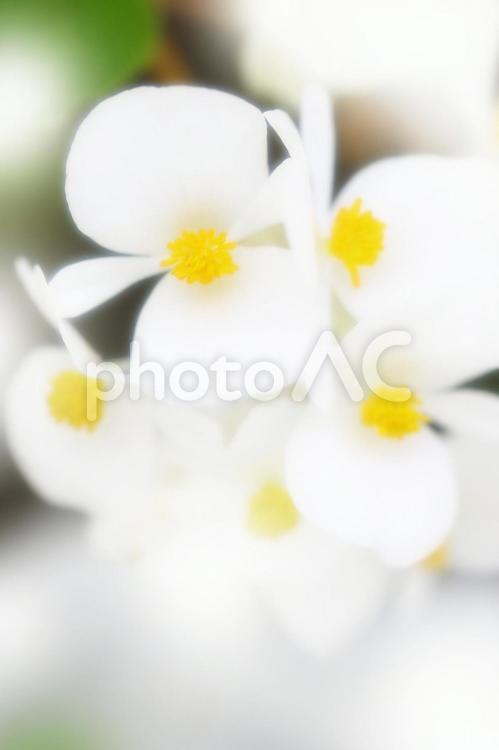 ベゴニアのイメージ_ソフトフォーカス 花,ベゴニア,バックグラウンドの写真素材