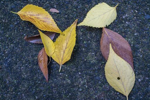 落ち葉 落ち葉,落葉,枯葉の写真素材