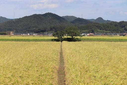 刈り入れ前の懐かしい田園風景 刈り入れ前の懐かしい田園風景の写真