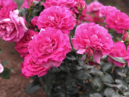 薔薇 薔薇の写真
