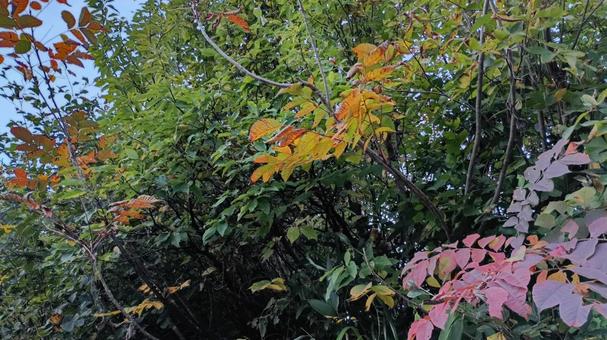 ヤマウルシの紅葉 ヤマウルシ,漆,ウルシの写真素材