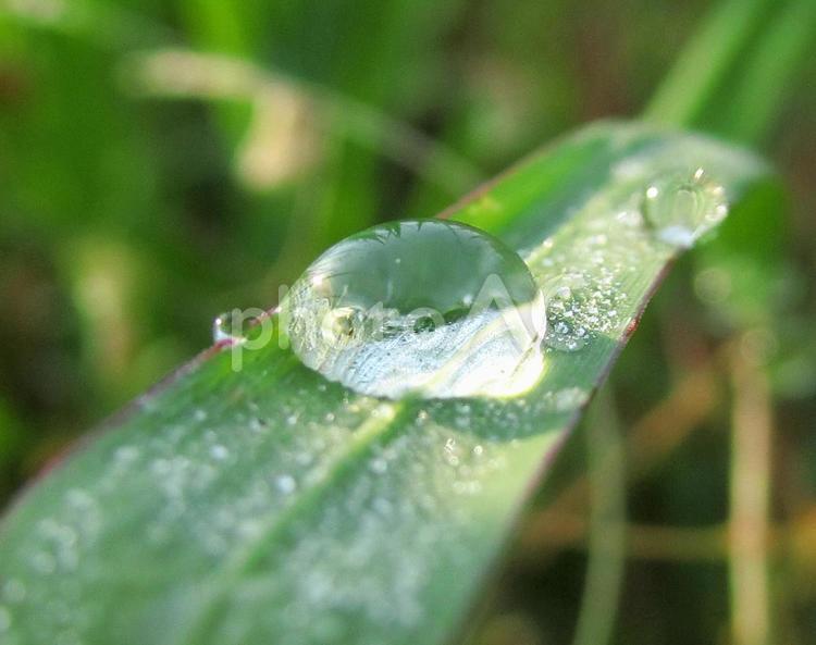 自然の水滴と朝の光Water drops 水滴,しずく,雨の写真素材