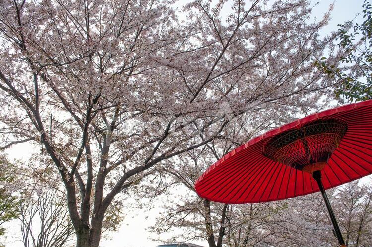 桜と和の風景 桜,傘,和傘の写真素材