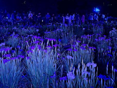 夜の堀切菖蒲園 ライトアップされる花菖蒲 夜の堀切菖蒲園 ライトアップされる花菖蒲 堀切菖蒲園,5月,菖蒲の写真素材