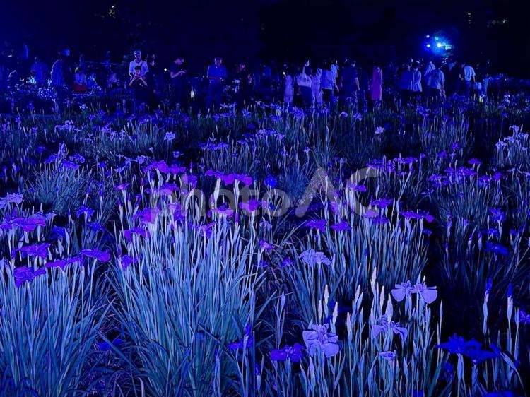 夜の堀切菖蒲園　ライトアップされる花菖蒲 堀切菖蒲園,5月,菖蒲の写真素材