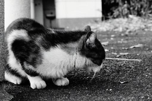ねこ ねこ ねこ,野良,動物の写真素材