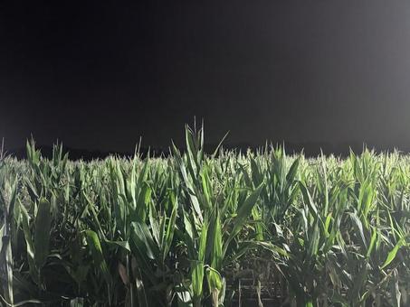 夜のとうもろこし畑 トウモロコシ畑,秋の風物詩,アメリカの写真素材