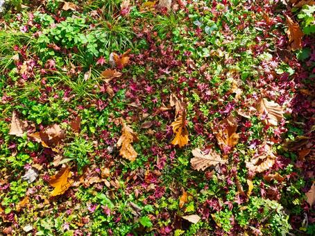 秋色の落ち葉と緑が織りなすコントラスト 秋,落ち葉,紅葉の写真素材